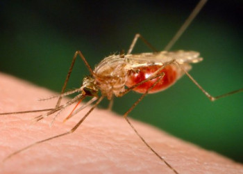 Sobe para 11 o número de casos de malária no município de Miguel Alves